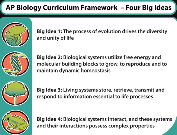 AP生物学的4大Big Ideas，你知道吗？